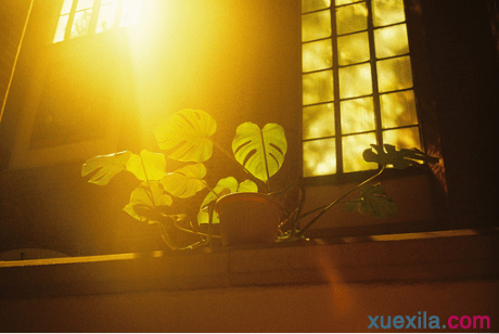 亚盘指数appV4.5专业版