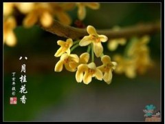 贵州药材APP