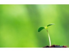 净天之命随风梦5.75精制版