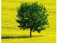 半岛网appV7.1专业版