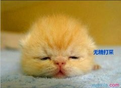闪电突击队