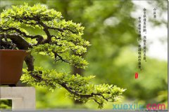 阴阳师