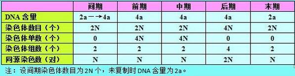 肥猫天使