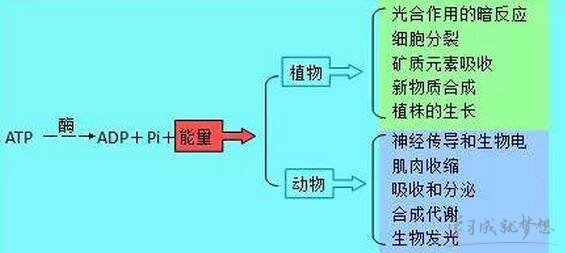 幸运计划appV9.8专业版