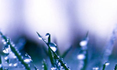 植物大战僵尸花园战争2025版游戏场景截图