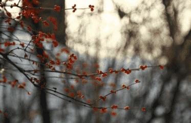 黄金城xhjc注册V2.9专业版