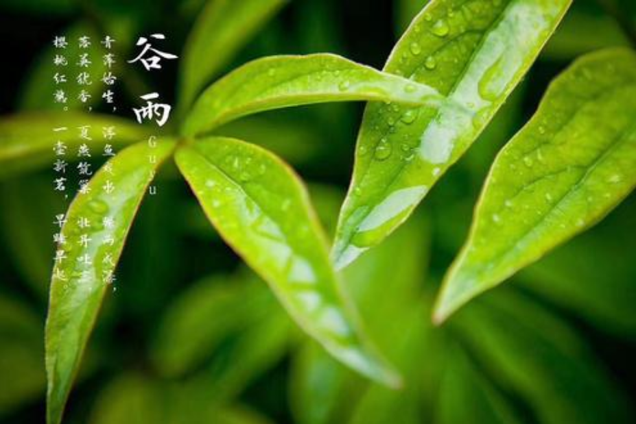 九卅娱乐官网V6.3专业版