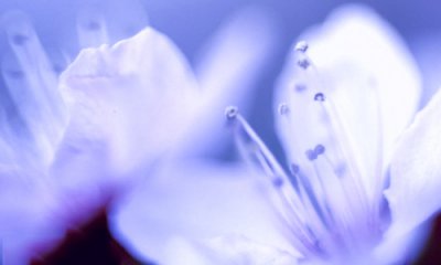 贵州药材APP