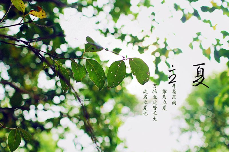 财神十三张appV9.5专业版