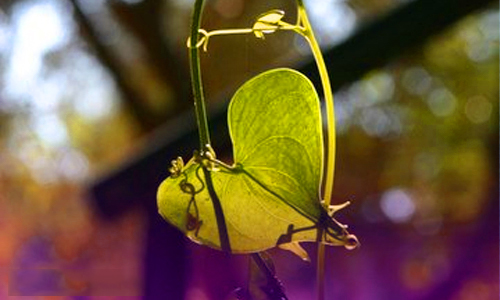 河南汽车维修平台APP